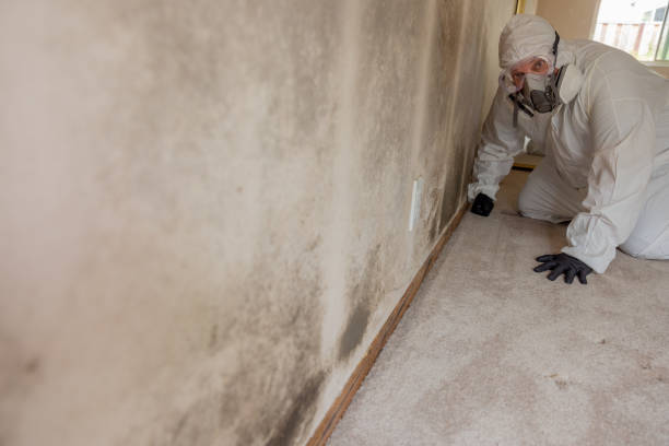 Best Mold-Related Health Consultation  in Rochester, WA